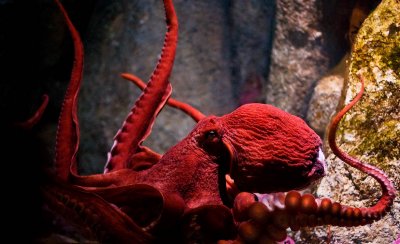 Giant Octopus on the move_MG_8041.jpg
