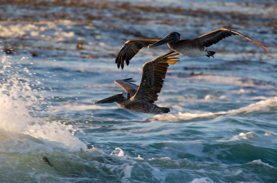 Pelicans and the sea_MG_6388.jpg