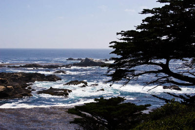 The ocean with a tree_MG_5426.jpg