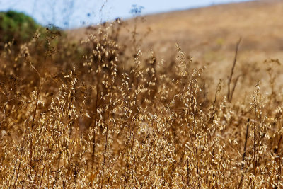 Dry grass, dry hill_MG_0452.jpg