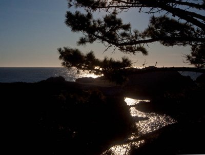 Pt Lobos Afternoon _MG_4081.jpg