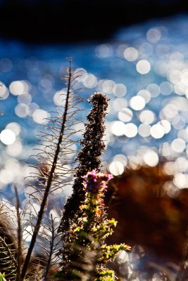 Plants in front of a sparkling sea _MG_4678.jpg