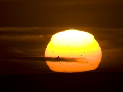  setting sun with green flash seagulls_MG_6060.jpg