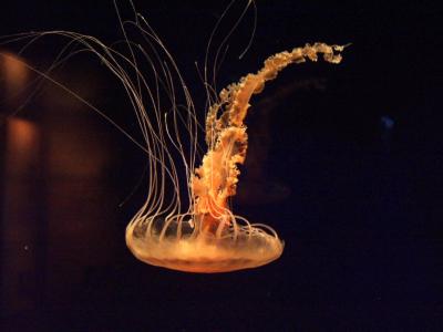 ex orange jellyfish.jpg