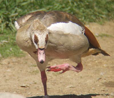 ex kung fu goose or jedhi master.jpg