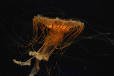 ex black sea nettle jellyfish from side orange.jpg