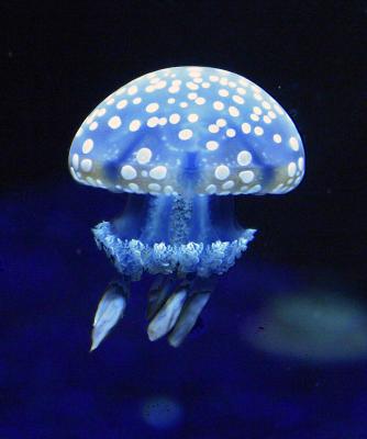 ex blue spotted jellyfish 3.jpg