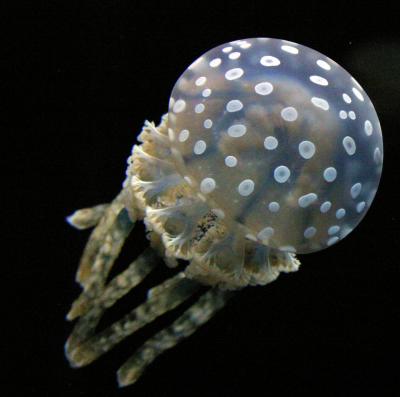 ex blue spotted jellyfish.jpg
