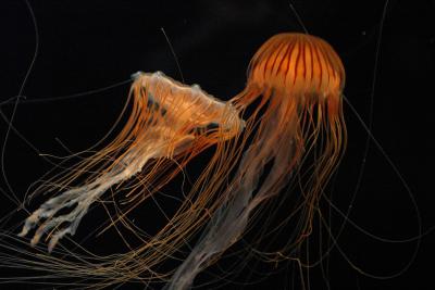 ex brown stripe jellyfish 1.jpg