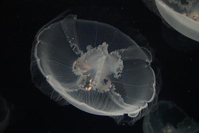 ex moon jellyfish upside down orange circles.jpg