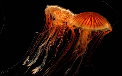 ex brown stripe jellyfish.jpg