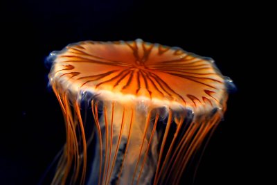 ex brown orange jellyfish mod.jpg