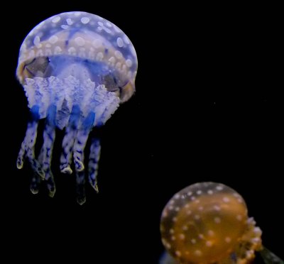 ex blue spotted jellyfish 1 mod.jpg