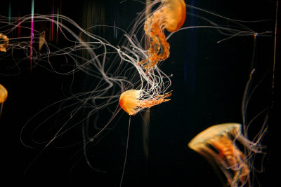 ex surreal jellyfish mod .jpg