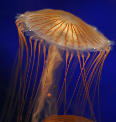 ex orange stripe jellyfish mod.jpg