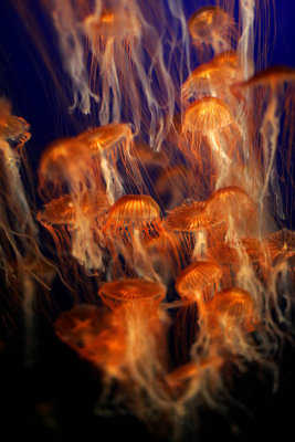 ex mass of orange jellyfish black sea nettles mod.jpg