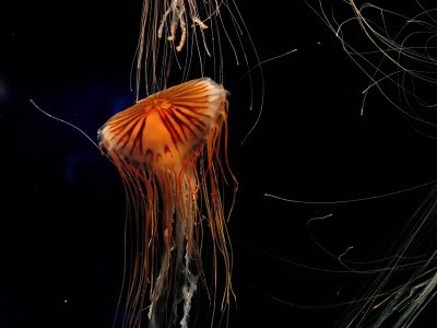 ex brown orange jellyfish 1 mod.jpg