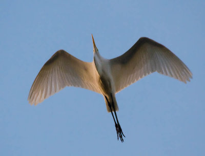 American Egret flying overhead_MG_5103.jpg