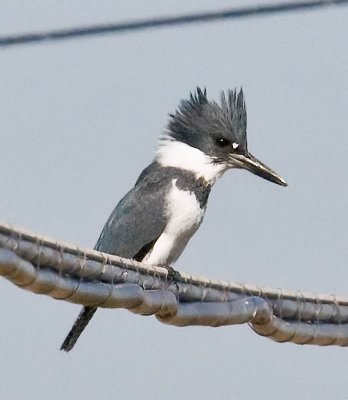 Belted Kingfisher_MG_2417.jpg