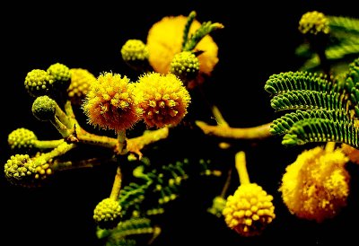 Yellow flowers.jpg