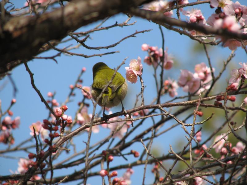 a wrong position(Japanese White-eye)