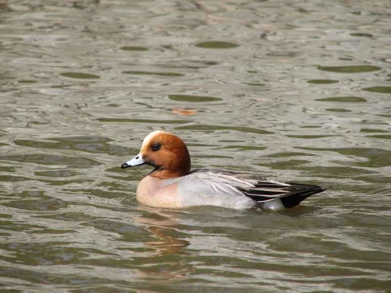 Wigeon drake (Anas penelope)