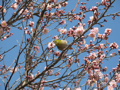 Japanese White-eye (Zosterops)