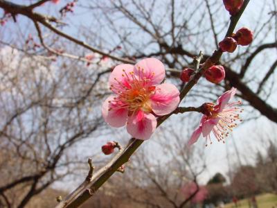 a plum flower