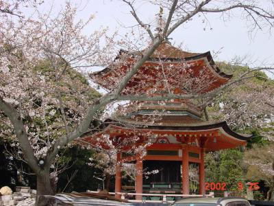 Spring in Kyoto