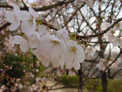 blossom of cherry (sakura)
