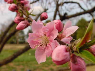 blossom of peach (momo)