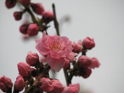 blossom of peach (momo)