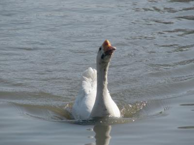 A goose