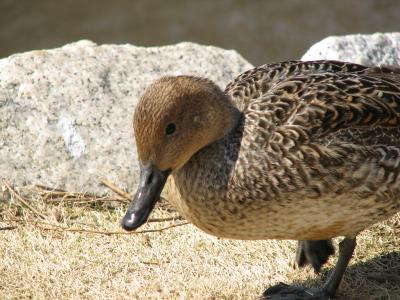 A duck, female