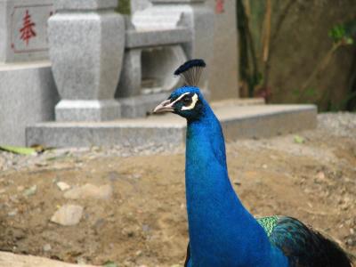 Peacock