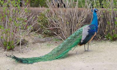 g3/16/640216/3/58753182.DSC00750cock.jpg
