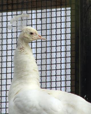 A white peacock (?)