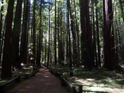 Guerneville Armstrong Redwoods State Reserve 041.jpg