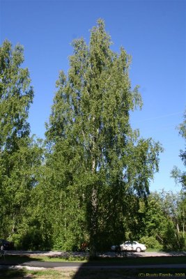 Suomen luonto 29-05-08 032.jpg