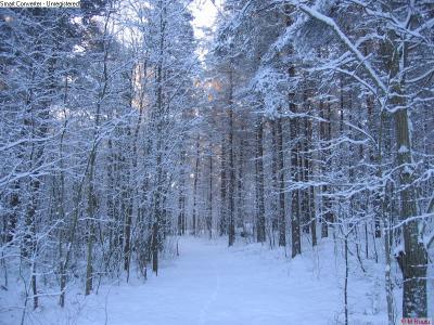 A path in a forest