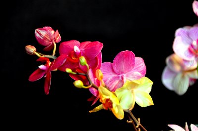 Expo Orchides  la Basilique
