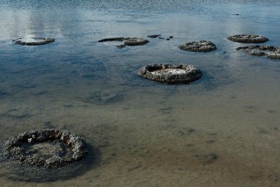 Stromatolites in Lake Thetis