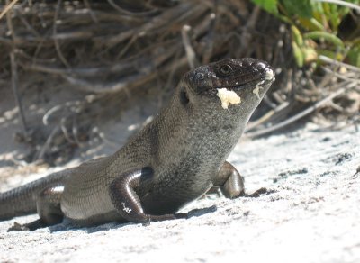 King Skink - Egernia kingii - eating a cheese sammich