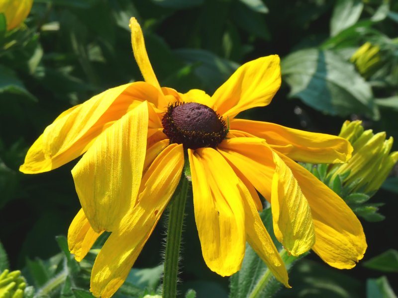 fragile wilted beauty