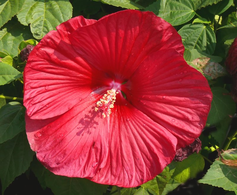 hibiscus