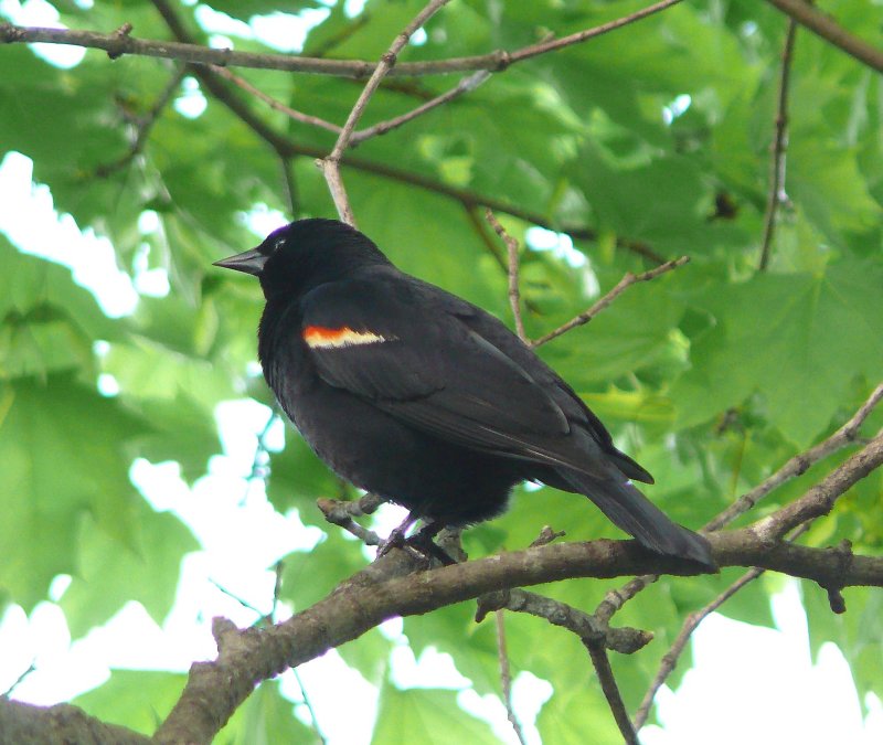 Redwinged Blackbird