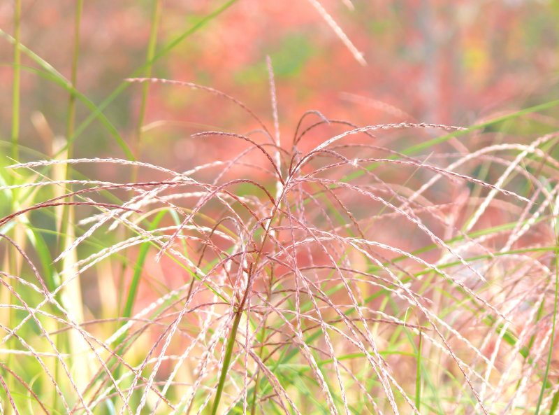 pinks and greens