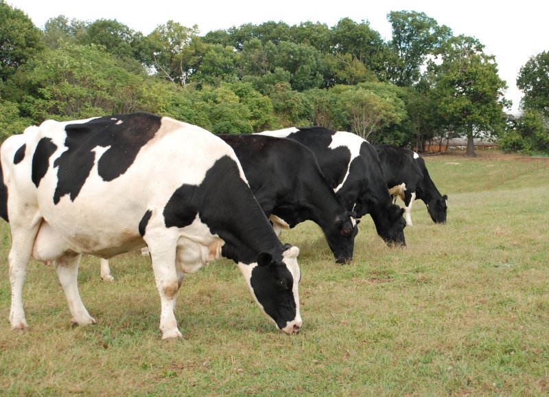 4 ladies in the fields