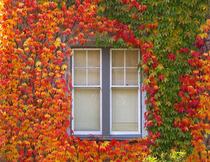 ivy league window