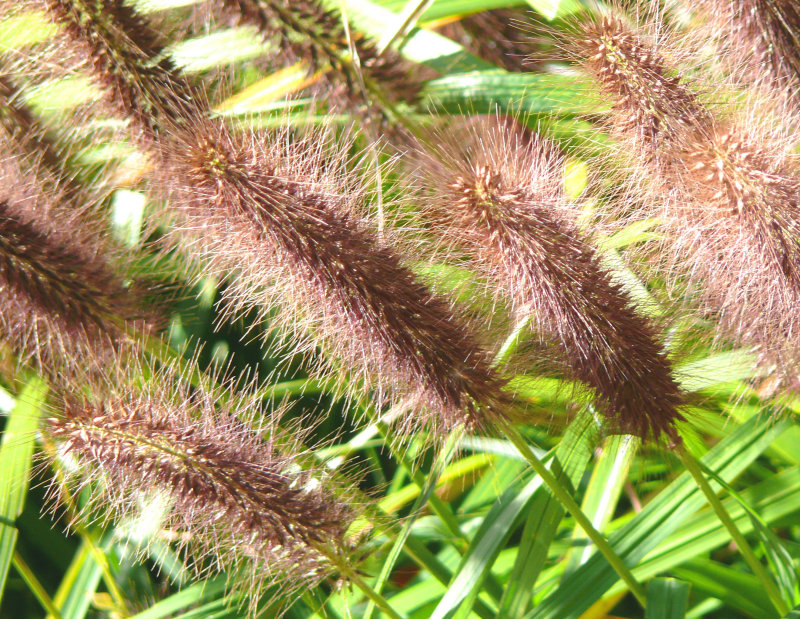 grassy spears